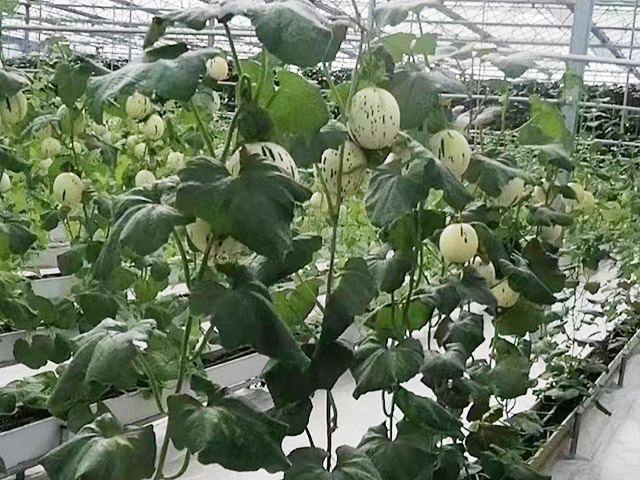 農(nóng)產(chǎn)品